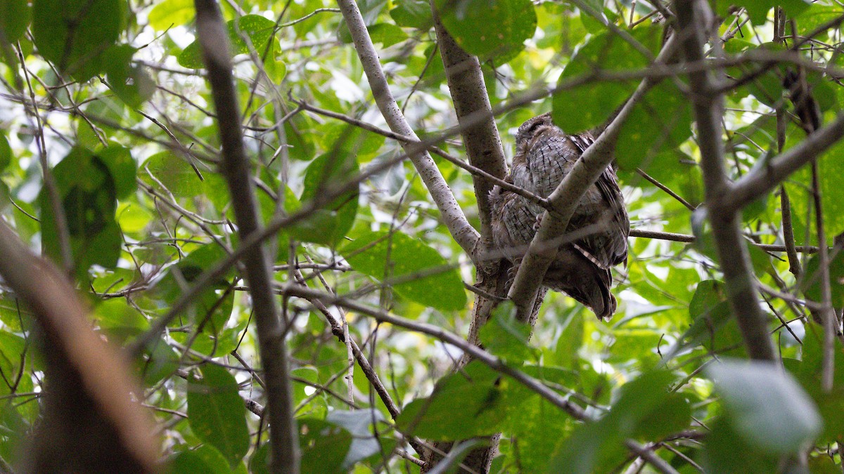 Tropical Screech-Owl - ML613922682