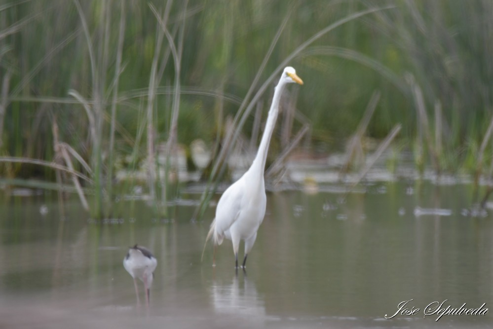 Great Egret - ML613922686