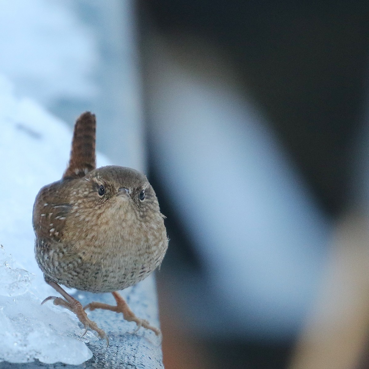 Winter Wren - ML613922751