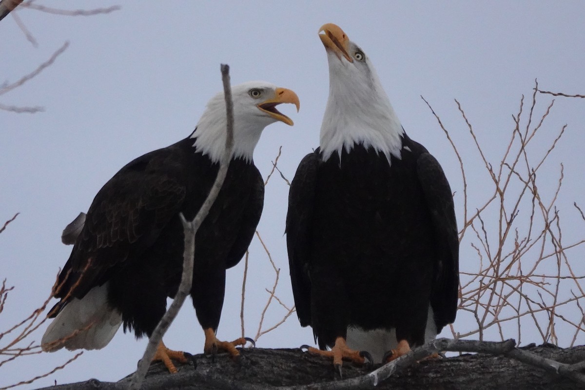 Bald Eagle - David Godfrey