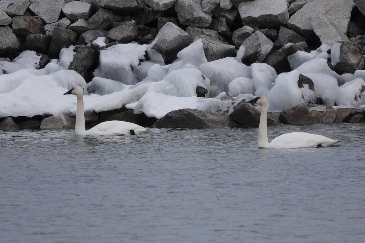 Trumpeter Swan - ML613922861