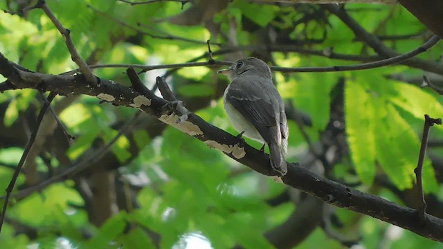 Asian Brown Flycatcher - ML613922867