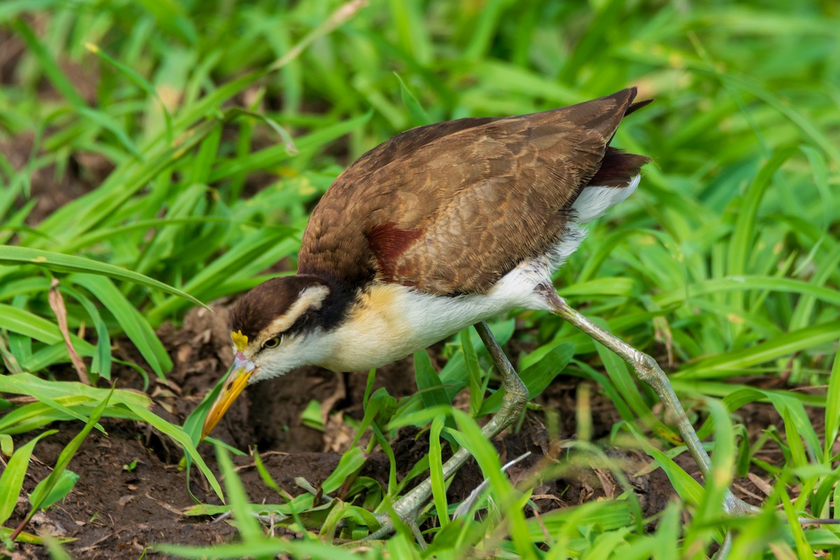 Northern Jacana - ML613922905