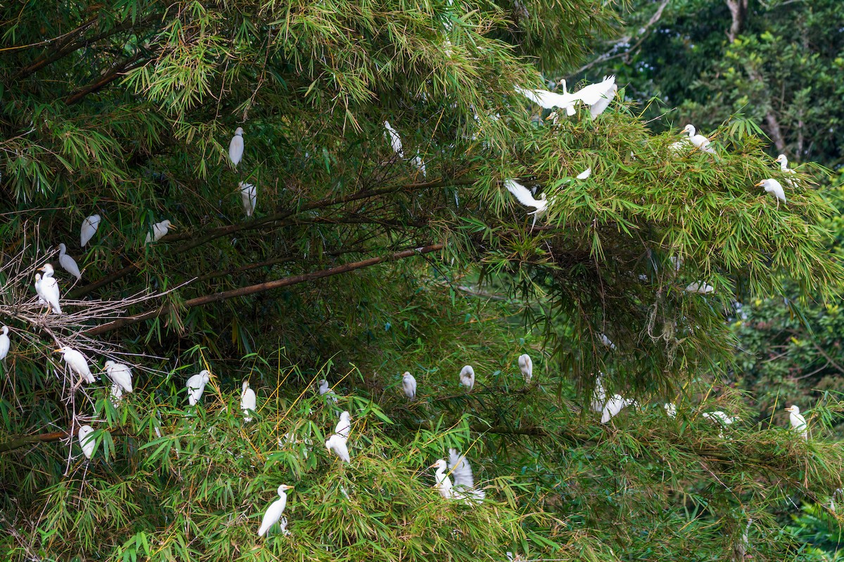 Western Cattle Egret - ML613922924