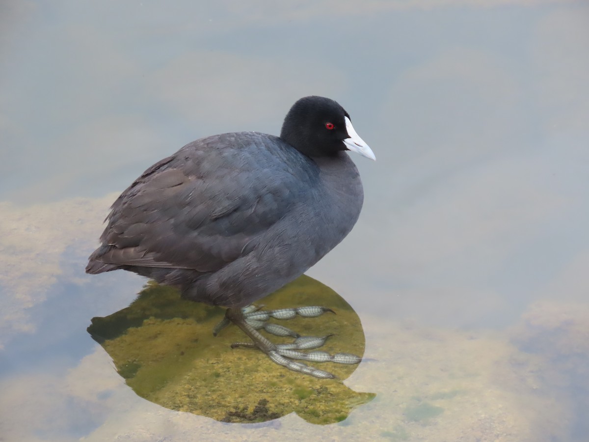 Eurasian Coot - ML613923017