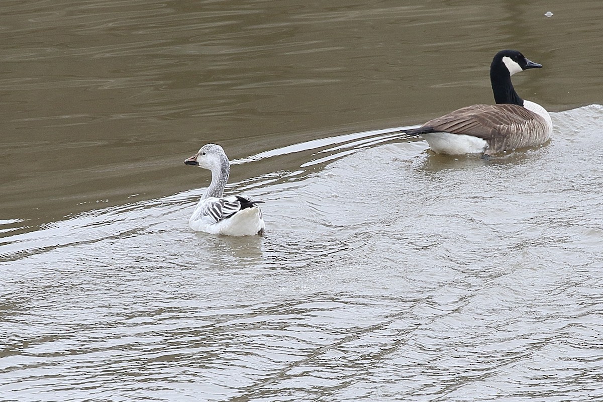 Snow Goose - ML613923141