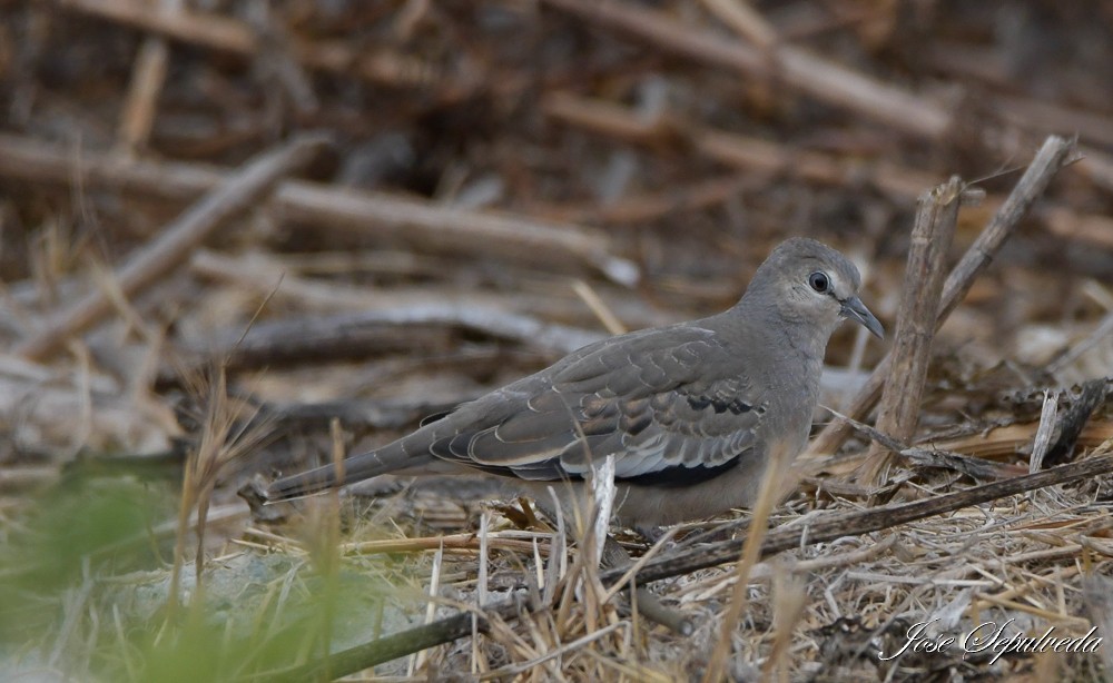 Picui Ground Dove - ML613923298