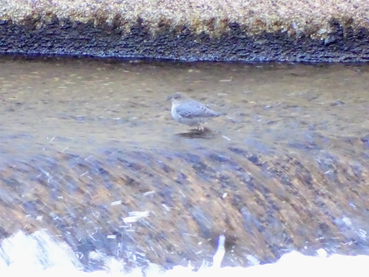 American Dipper - ML613923360