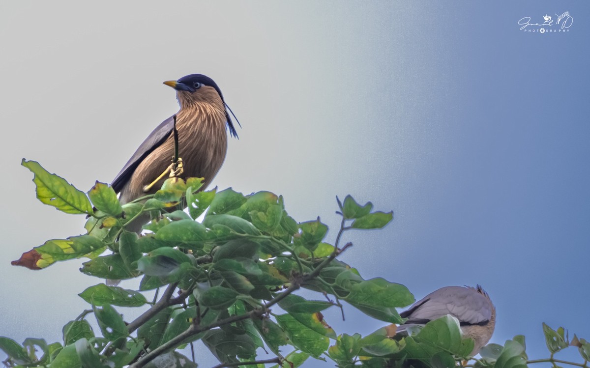 Brahminy Starling - Prakash G