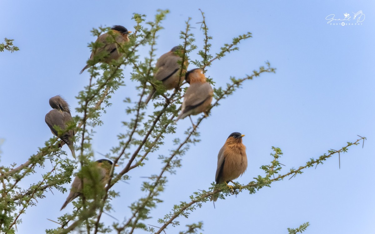 Brahminy Starling - Prakash G