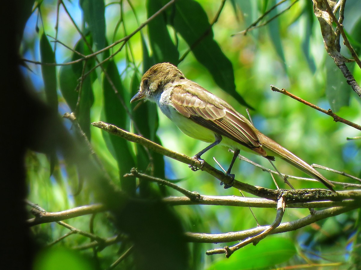 Swainson's Flycatcher - ML613923501