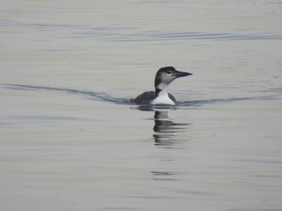 Plongeon huard - ML613923503