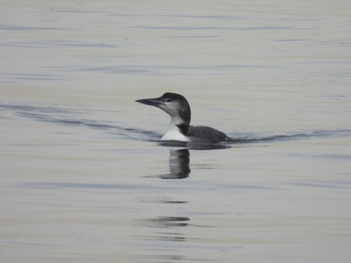 Common Loon - Jennifer Wilson-Pines