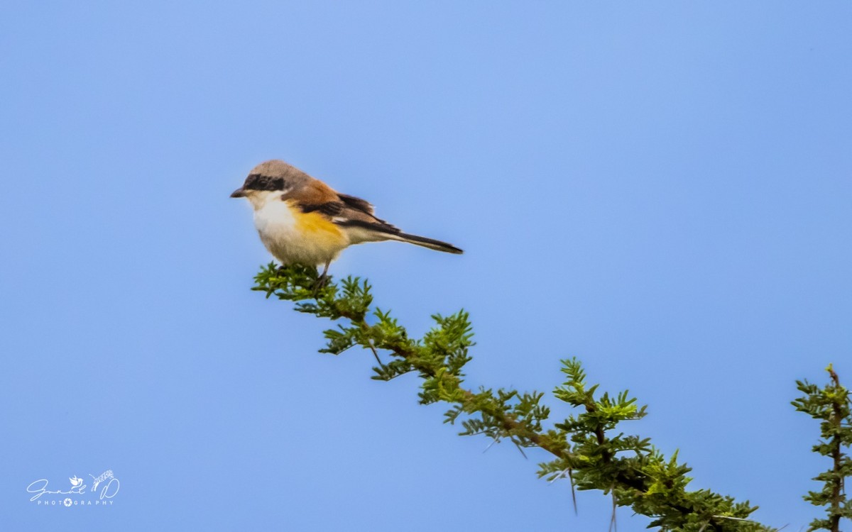 Bay-backed Shrike - Prakash G