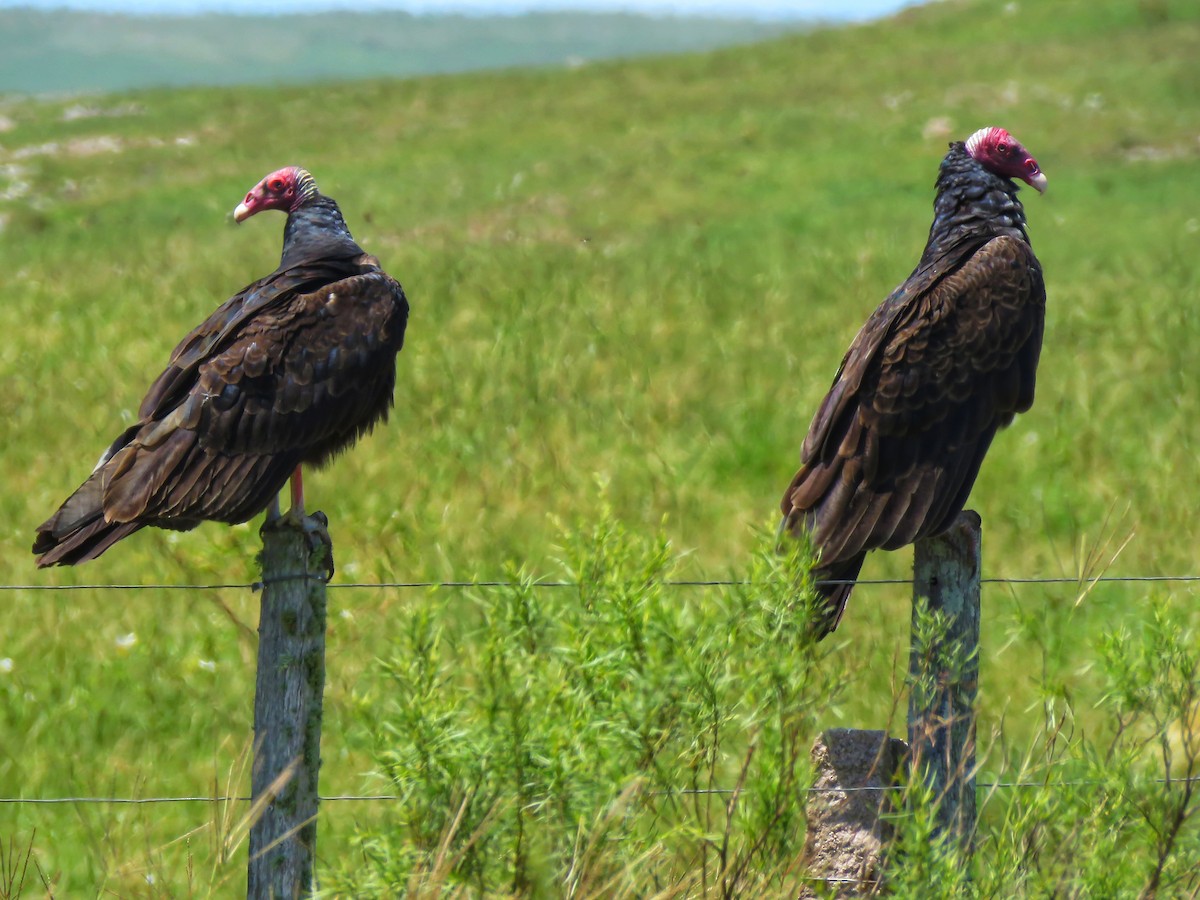 Turkey Vulture - ML613923583