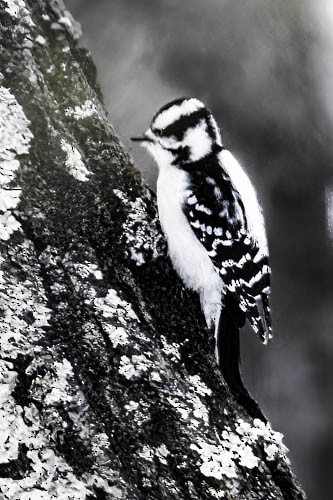 Downy Woodpecker - ML613923709