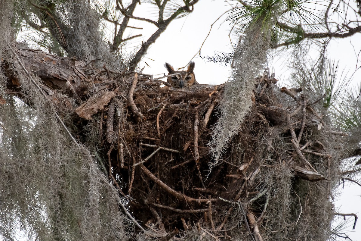 Great Horned Owl - Kathy S. Prindle
