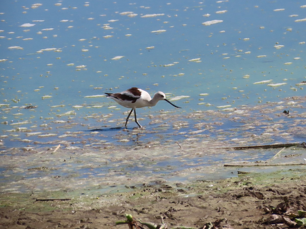 American Avocet - Marion McConnell