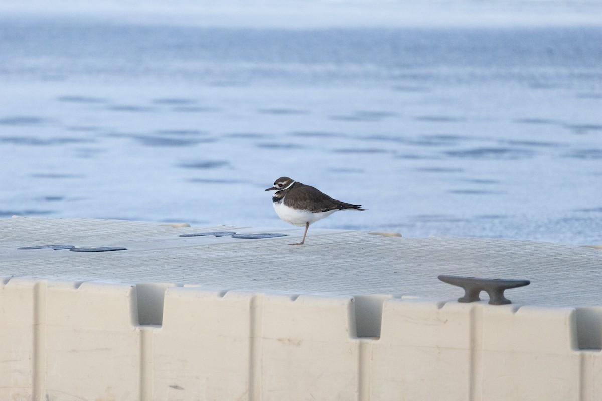 Killdeer - Christopher Fimbel