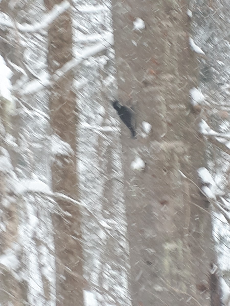 Black-backed Woodpecker - ML613923877