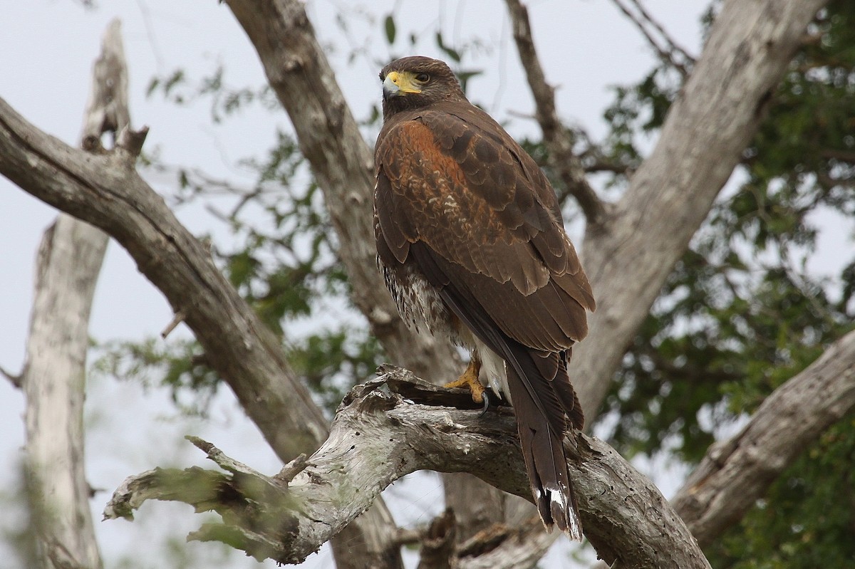 Harris's Hawk - ML613923878