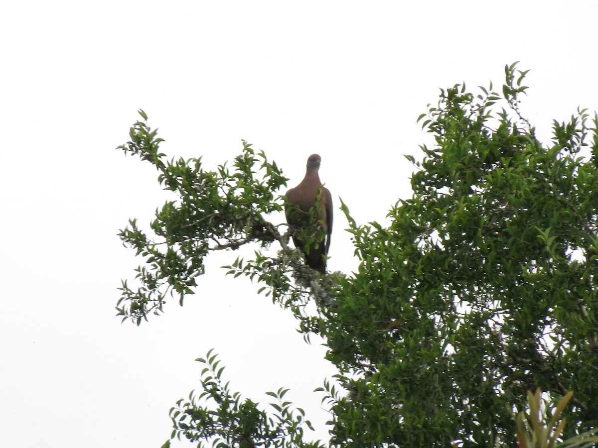 Pale-vented Pigeon - Oscar Martinez Hernandez