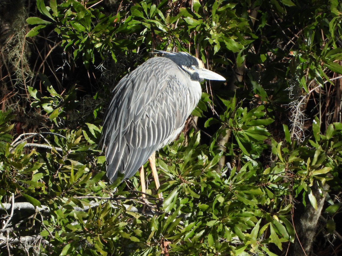 Yellow-crowned Night Heron - ML613924000