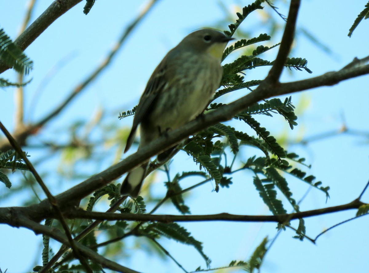 Yellow-rumped Warbler - Donna Bray