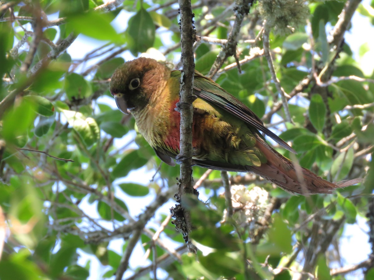 Maroon-bellied Parakeet - ML613924032