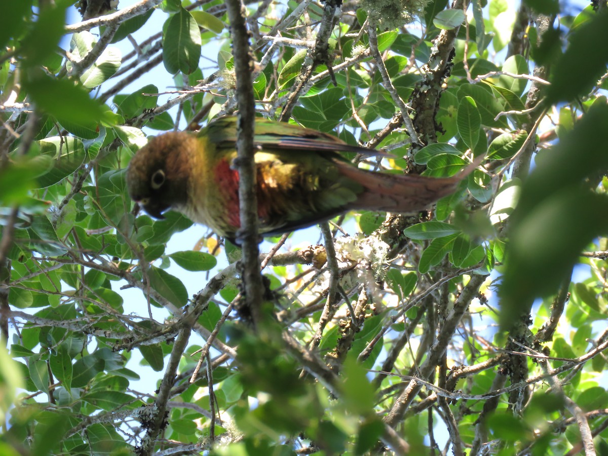 Maroon-bellied Parakeet - ML613924033