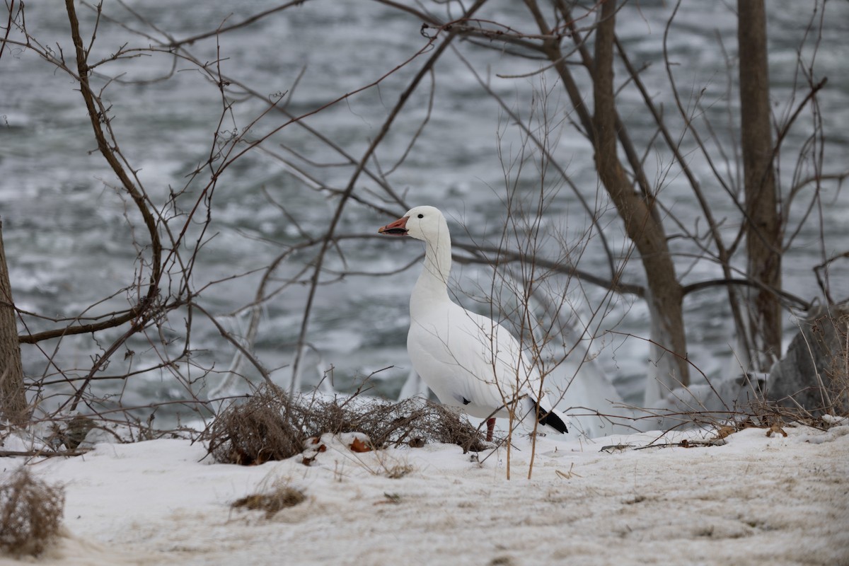 Snow Goose - Rich Kelley