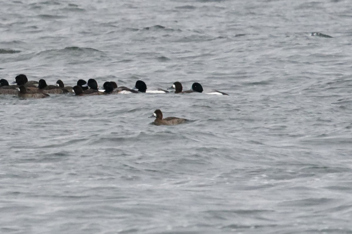 Lesser Scaup - ML613924128