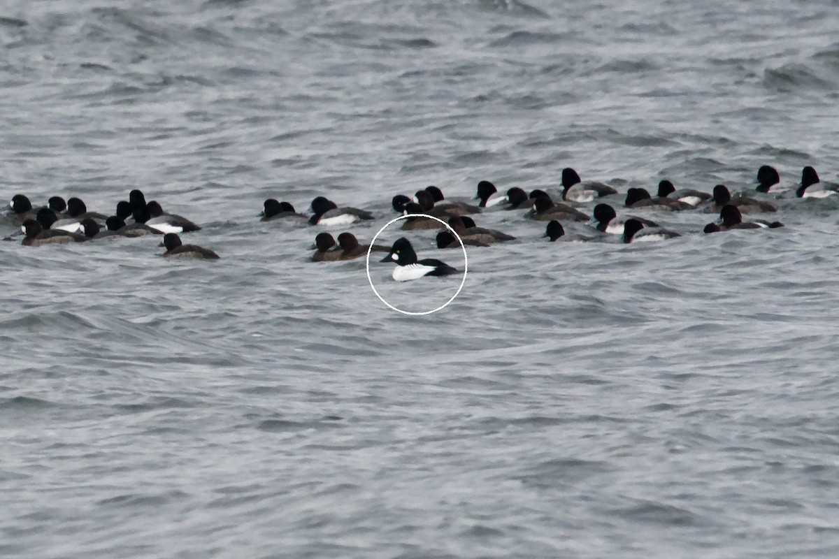 Common Goldeneye - ML613924145