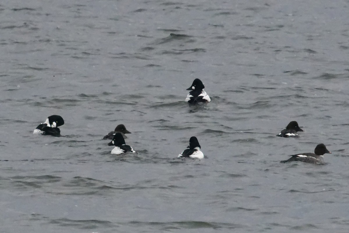 Common Goldeneye - ML613924159