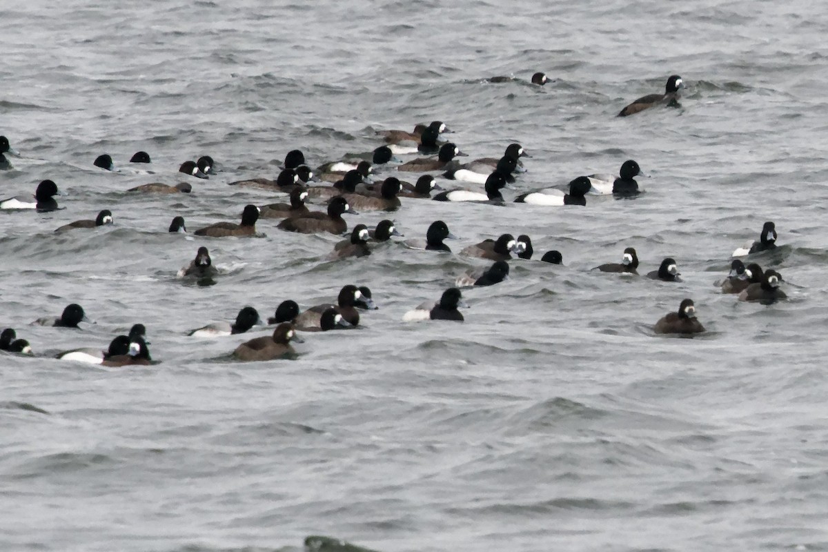 Greater Scaup - David Hoag