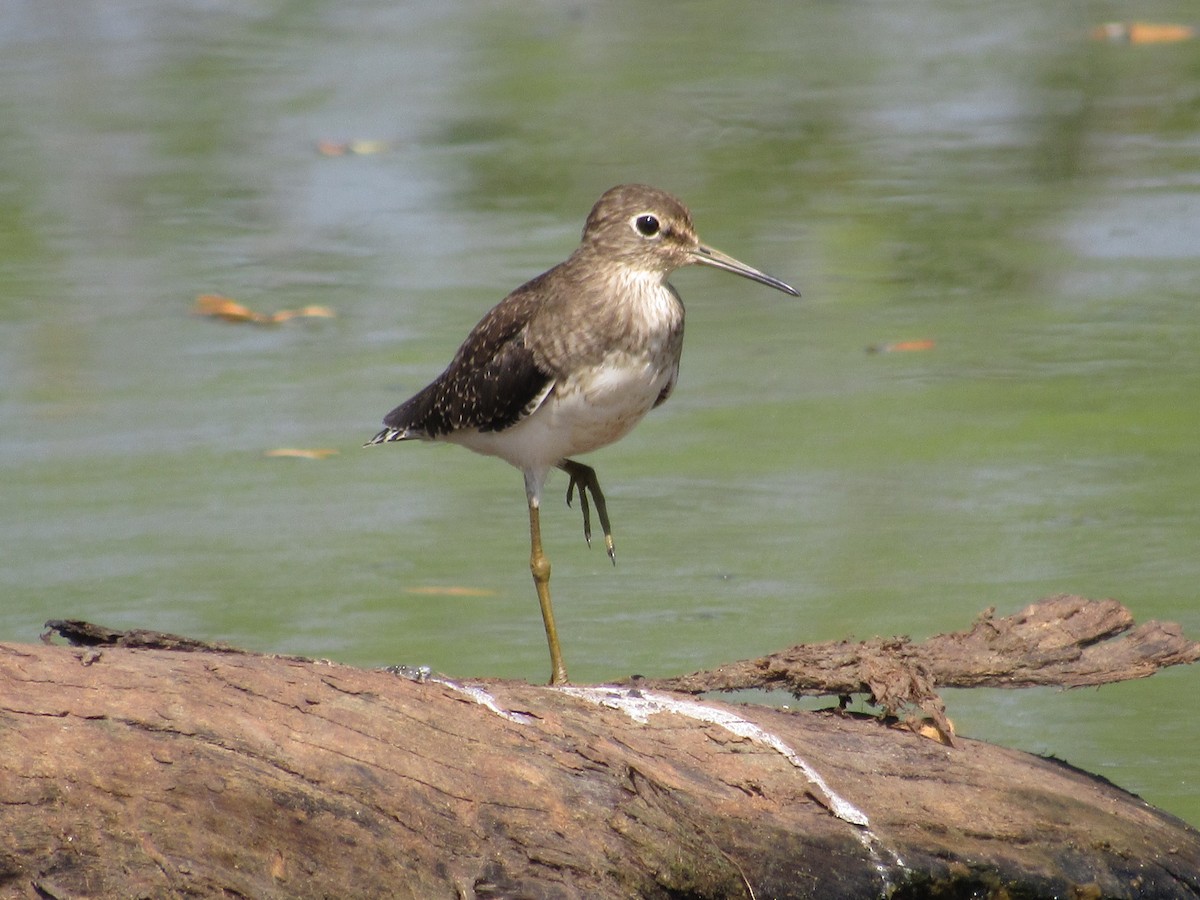 Solitary Sandpiper - ML613924263