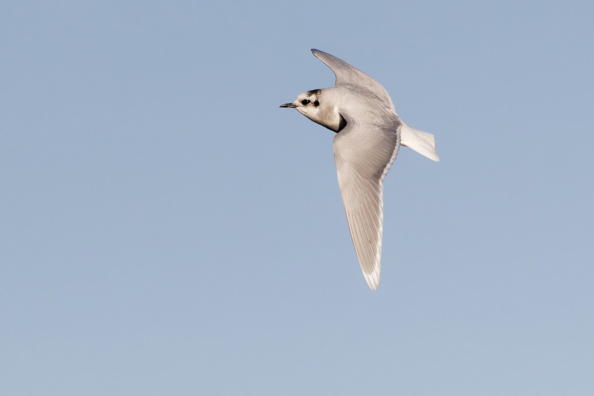 Little Gull - Pedro Monteiro