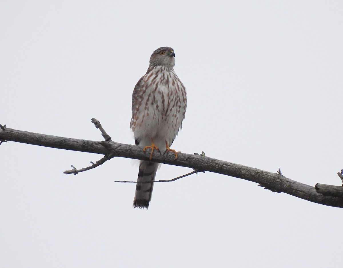 Sharp-shinned Hawk - ML613924372