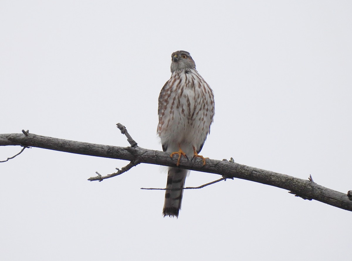 Sharp-shinned Hawk - Cristina Hartshorn