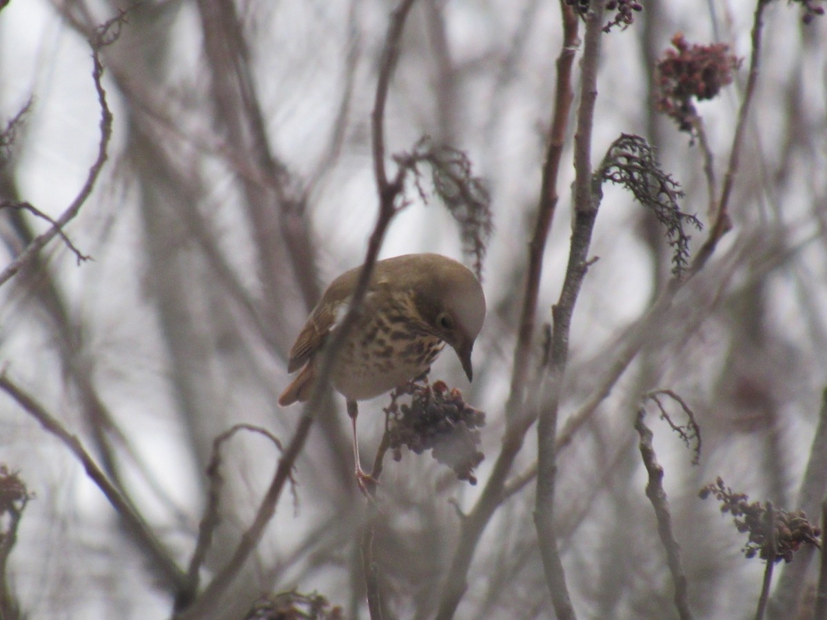 Hermit Thrush - ML613924407