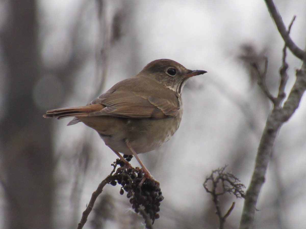 Hermit Thrush - ML613924408