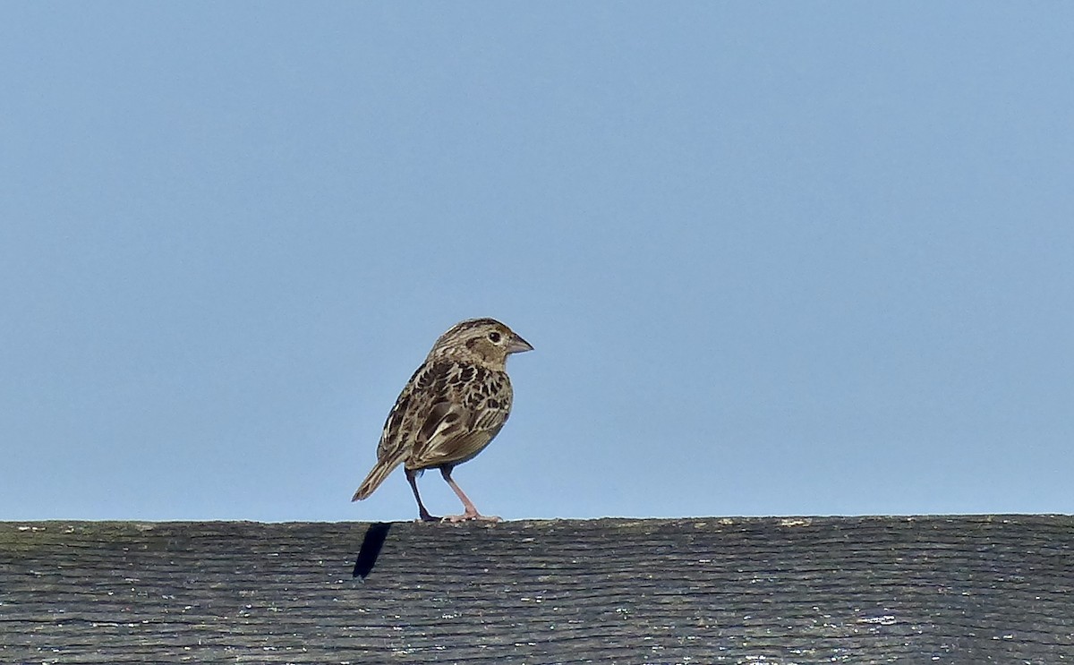 Grasshopper Sparrow - ML61392441