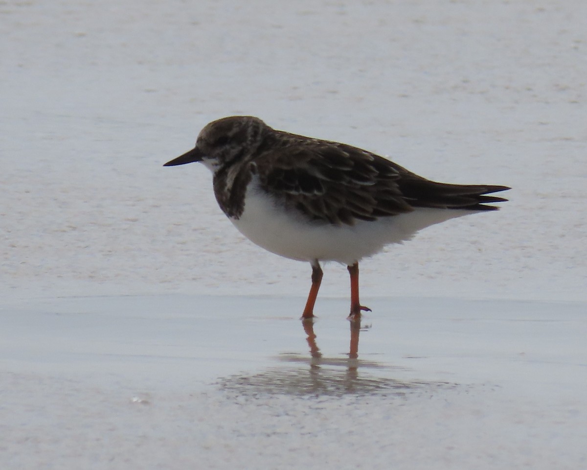 Ruddy Turnstone - ML613924525