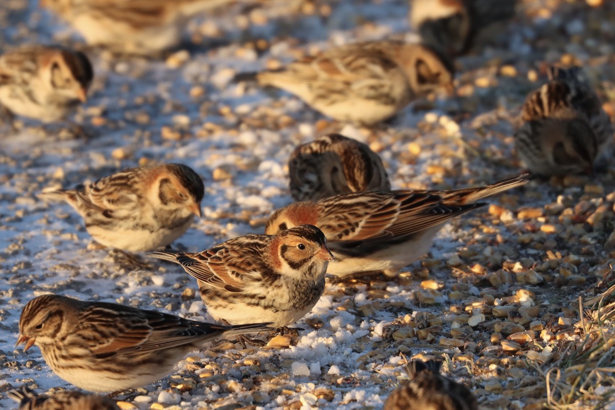 Lapland Longspur - ML613924532