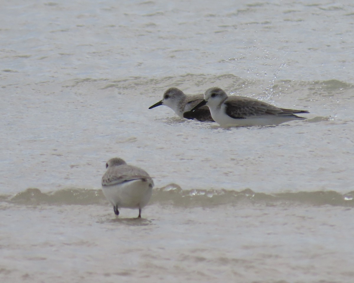 Sanderling - ML613924535