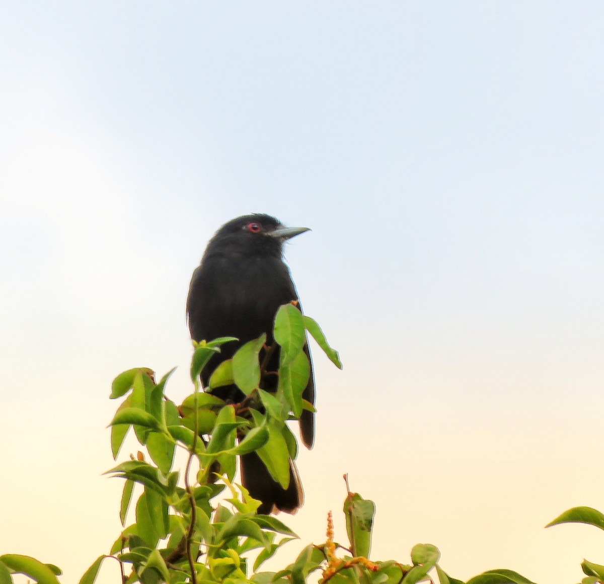 Blue-billed Black-Tyrant - ML613924543