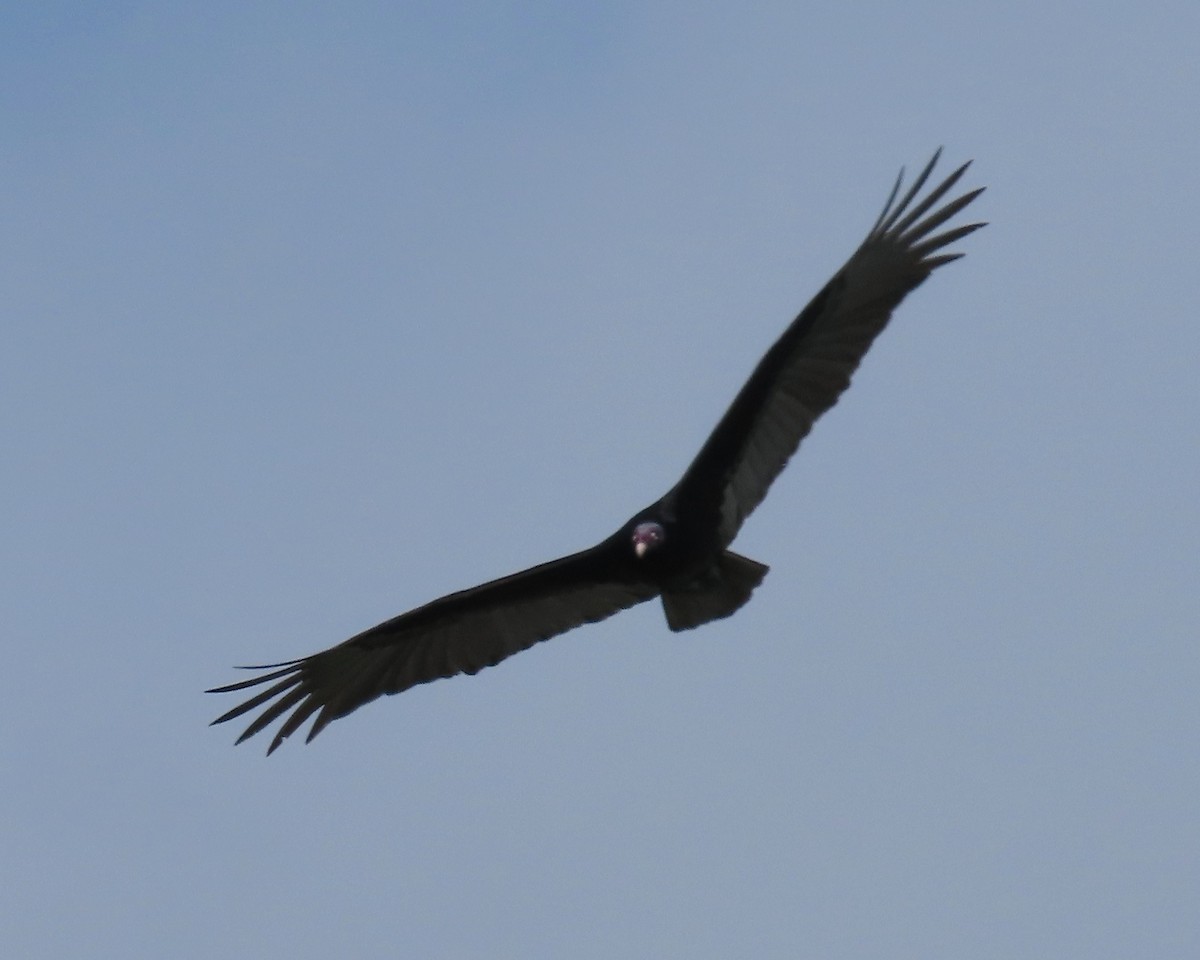 Turkey Vulture - ML613924545