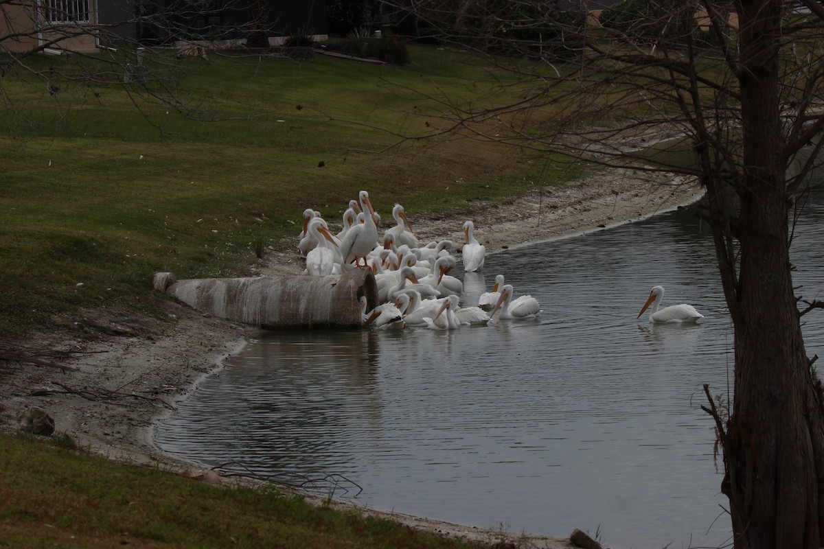 American White Pelican - ML613924571