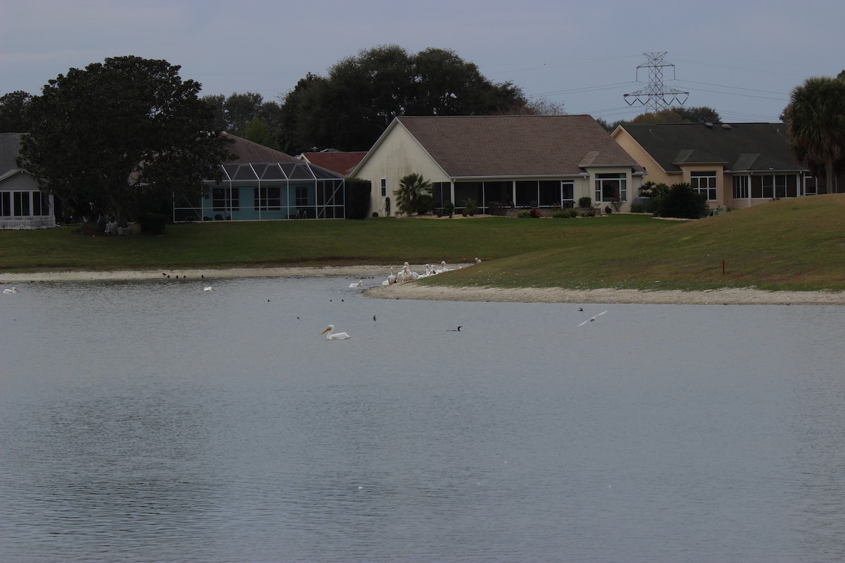 American White Pelican - ML613924572