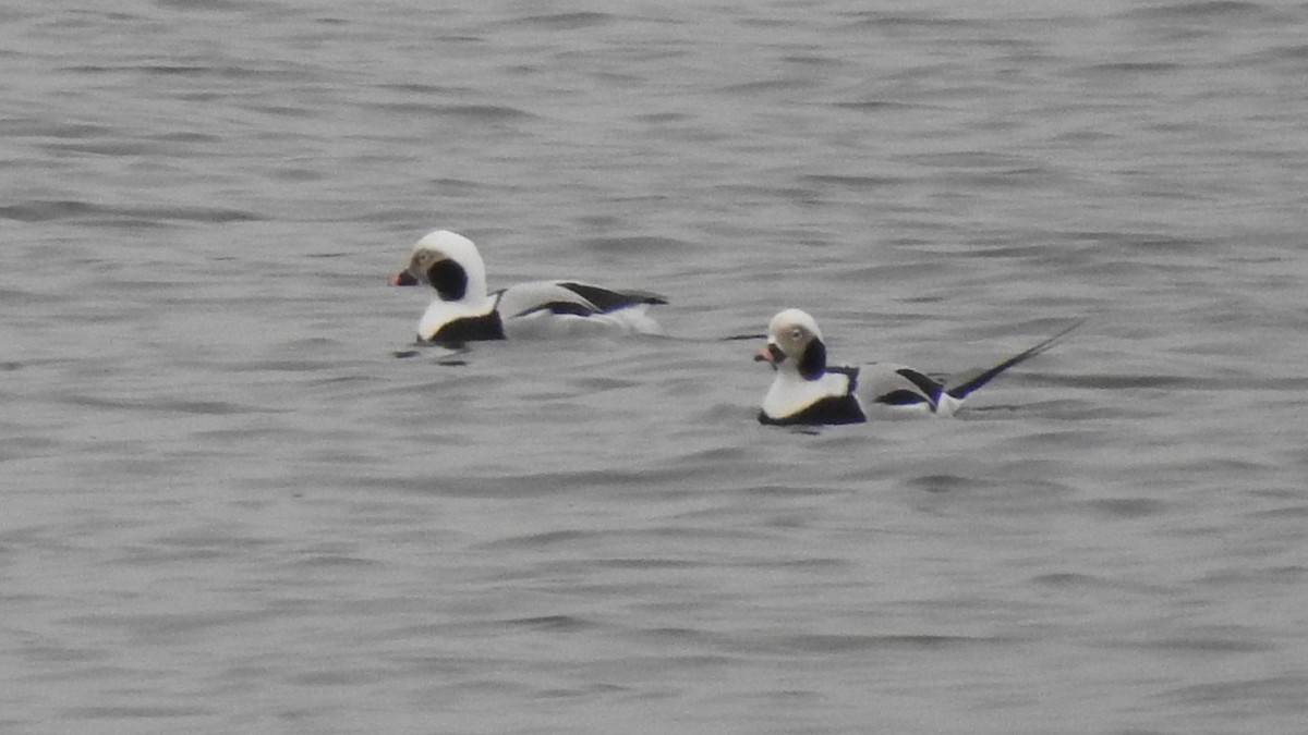 Long-tailed Duck - ML613924593